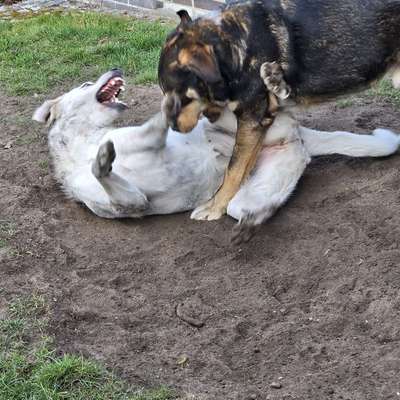 %{de_profession_title}-Training für anspruchsvolle Hunde-Bild