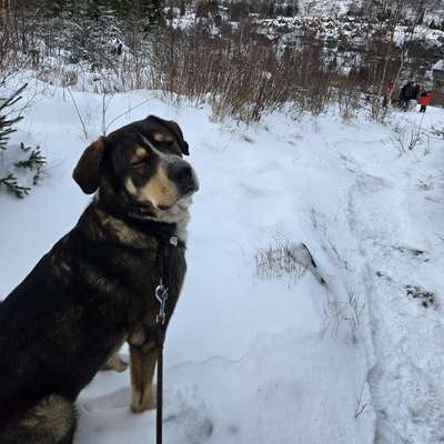 %{de_profession_title}-Leinenführigkeit-Bild