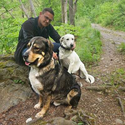 %{de_profession_title}-Alltagstraining mit Hund-Bild