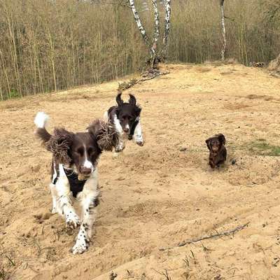 Hundetreffen-Regelmäßig zusammen spazieren gehen-Bild