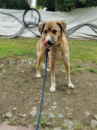 Tierschutzhunde suchen ein Zuhause-Beitrag-Bild