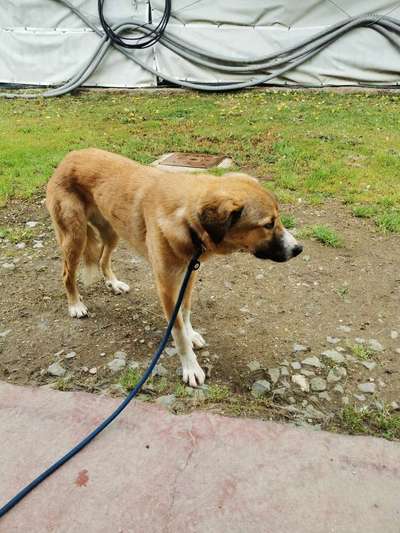 Tierschutzhunde suchen ein Zuhause-Beitrag-Bild