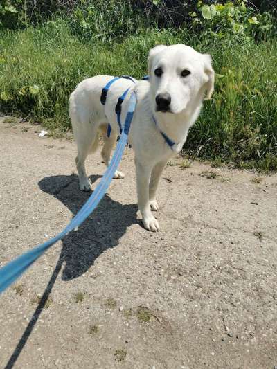 Tierschutzhunde suchen ein Zuhause-Beitrag-Bild