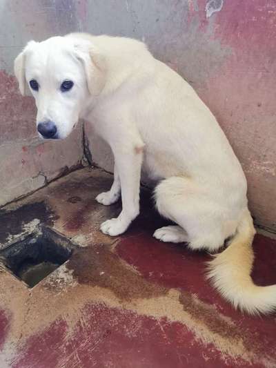 Tierschutzhunde suchen ein Zuhause-Beitrag-Bild