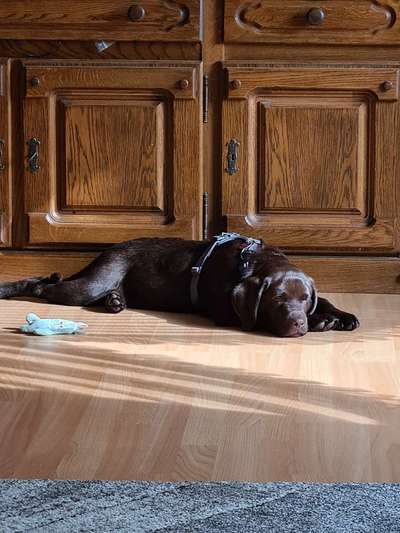 Wie groß waren eure welpen ?-Beitrag-Bild