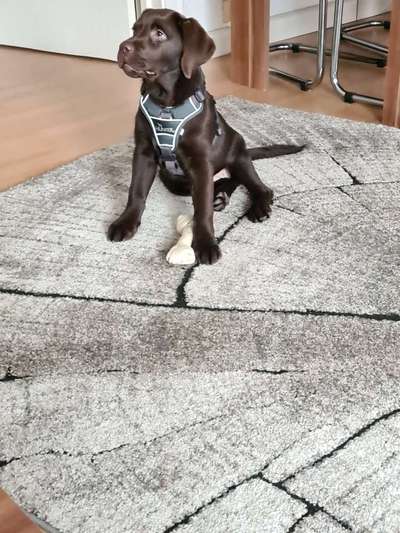 Welpen Bilder !-Beitrag-Bild