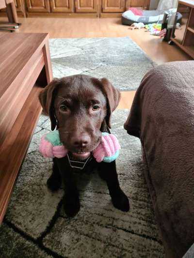 Deutsche Doggen Welpen-Beitrag-Bild