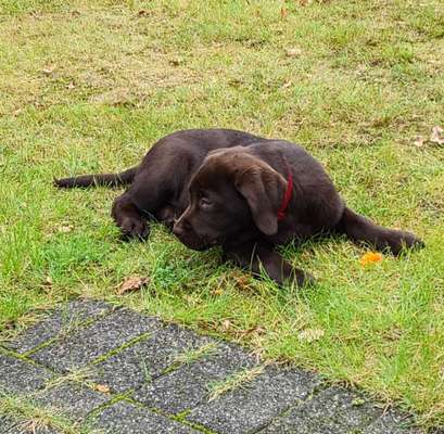 Welpen Bilder !-Beitrag-Bild