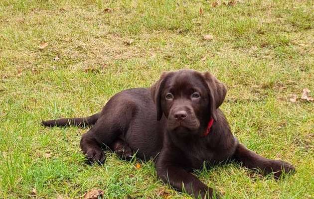 Welpen Bilder !-Beitrag-Bild