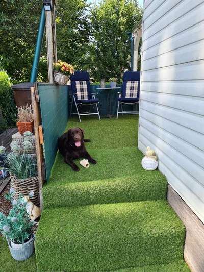 Welpen Bilder !-Beitrag-Bild