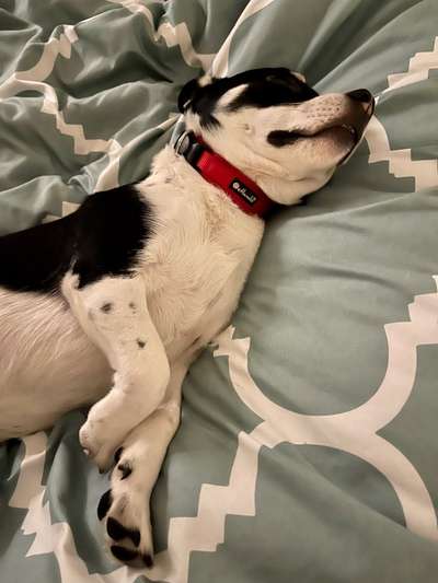 Darf der Hund bei Euch im Bett schlafen?-Beitrag-Bild