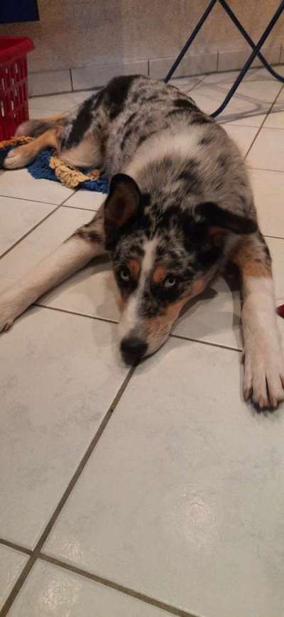 Dogorama Foto Challenge - Erwischt-Beitrag-Bild