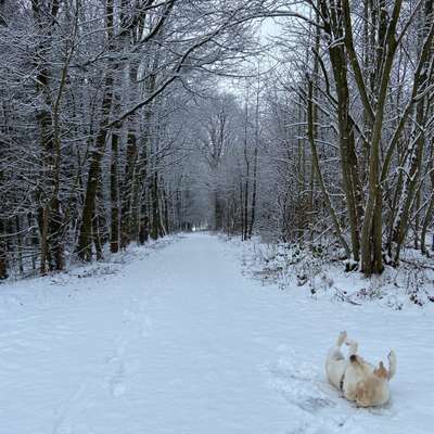 Hundetreffen-Spaziergang mit Spiel-Bild