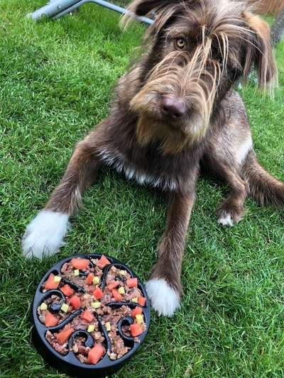 Fotochallenge 31 - Das perfekte Hundedinner-Beitrag-Bild