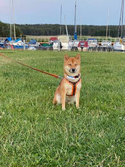 141. FOTO CHALLENGE 
Reisende soll man nicht aufhalten-Beitrag-Bild