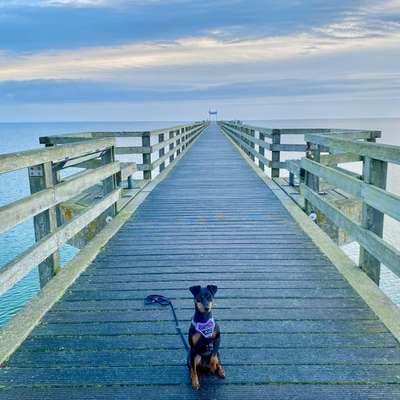 Ostsee mit Hund - Hundestrandnähe-Beitrag-Bild