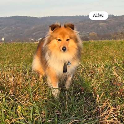 aktuelles Foto Gruppe Instagram, Dogfluencer & UGC