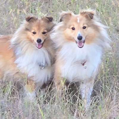 Shelties's Profilbild