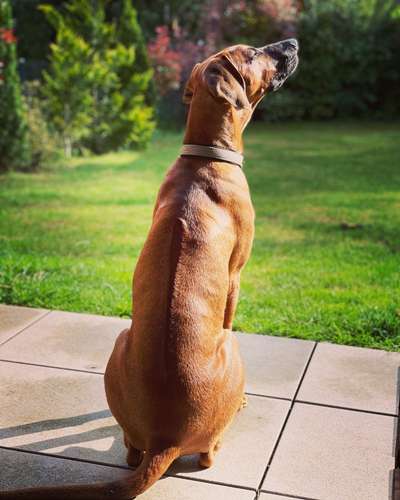 Lieblingsbild von euren Hunden?-Beitrag-Bild