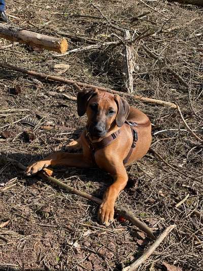 Rhodesian Ridgeback-Beitrag-Bild