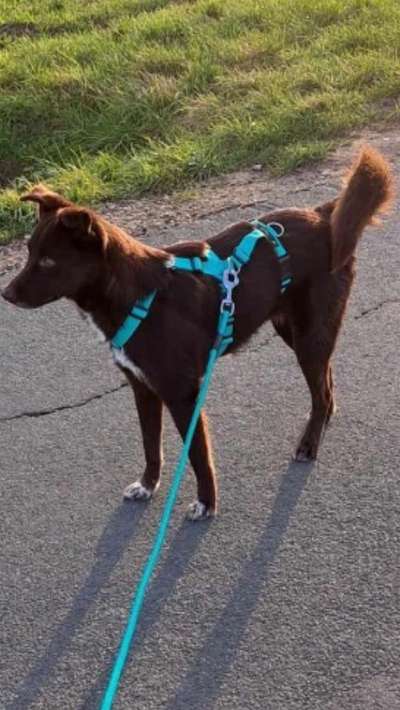 Mischlingshunde Foto Aufruf-Beitrag-Bild