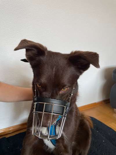 Wie sitzt mein Maulkorb / Maulkorb-Beratung-Beitrag-Bild