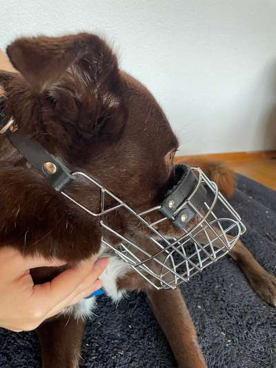 Wie sitzt mein Maulkorb / Maulkorb-Beratung-Beitrag-Bild