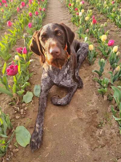 Hundetreffen-Hundefreunde gesucht🐕‍🦺😊-Bild