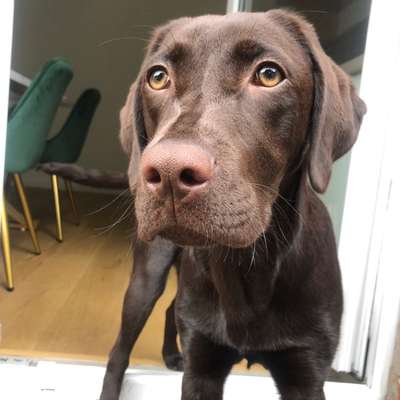 Hundetreffen-Spielpartner für Amora gesucht-Bild