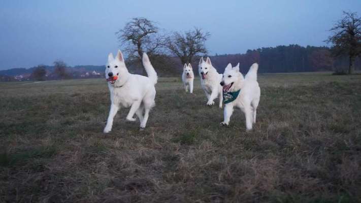 Postet das beste Foto von euren 4 beinern-Beitrag-Bild