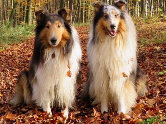 Die Dogorama Kalender Challenge Teil 1/4-Beitrag-Bild