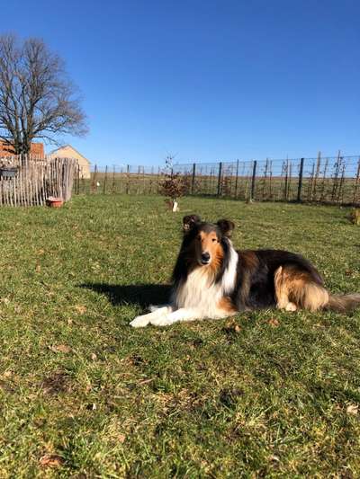 Vom Welpen zum Hund-Beitrag-Bild