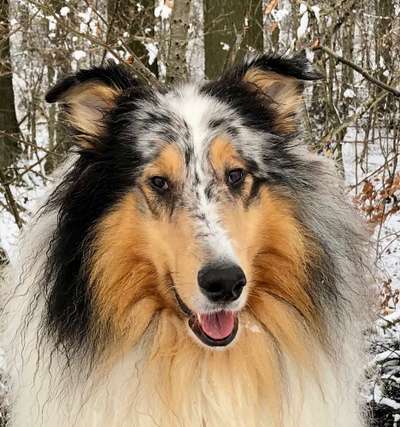 Dogorama Photo Challenge - Portrait-Beitrag-Bild