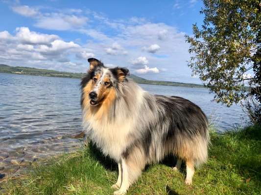 Vom Welpen zum Hund-Beitrag-Bild