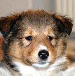 Vom Welpen zum Hund-Beitrag-Bild