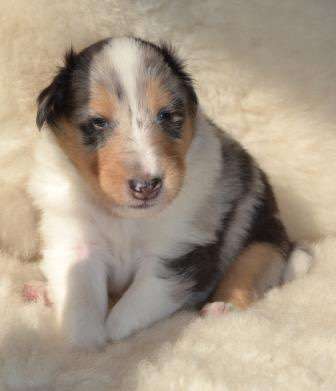 Vom Welpen zum Hund-Beitrag-Bild