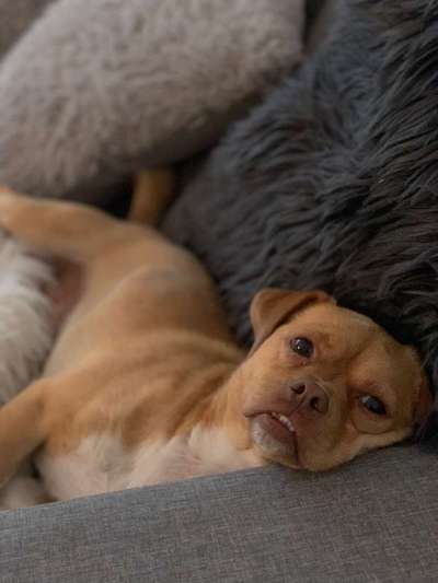 Dein Hund im Dogorama-Kalender 2021-Beitrag-Bild