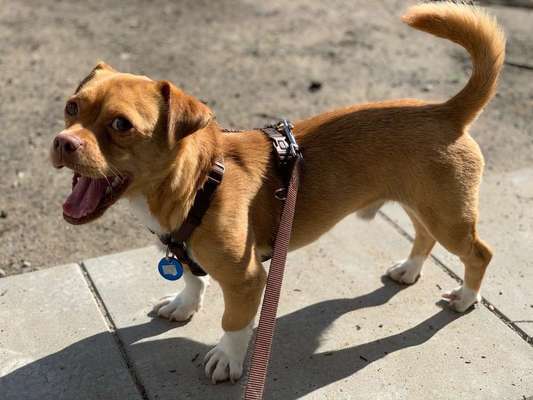 Dein Hund im Dogorama-Kalender 2021-Beitrag-Bild