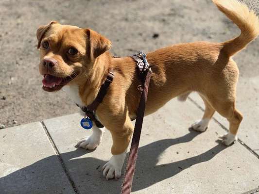 Dein Hund im Dogorama-Kalender 2021-Beitrag-Bild