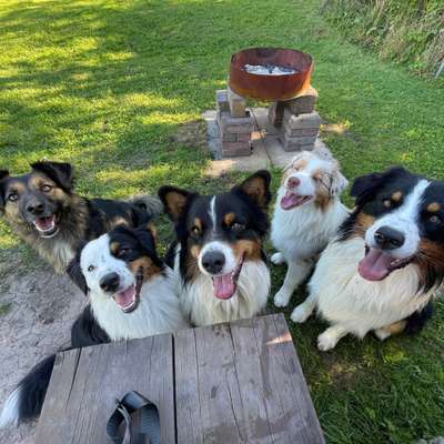 Hundetreffen-Spielerunde für alle sozialverträglichen Hunde-Bild