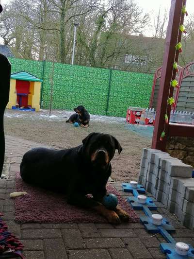 Rottweiler/-Mischlinge-Beitrag-Bild