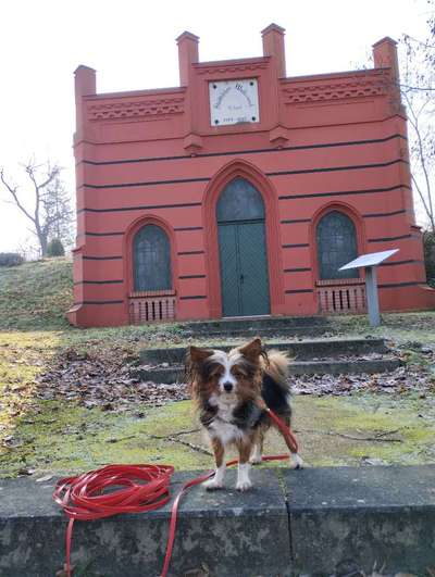 Hundetreffen-Spass und Spiel-Bild