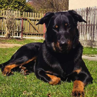 Hundetreffen-Unsicherer Beauceron Rüde würde Freunde Suchen 🥲-Bild
