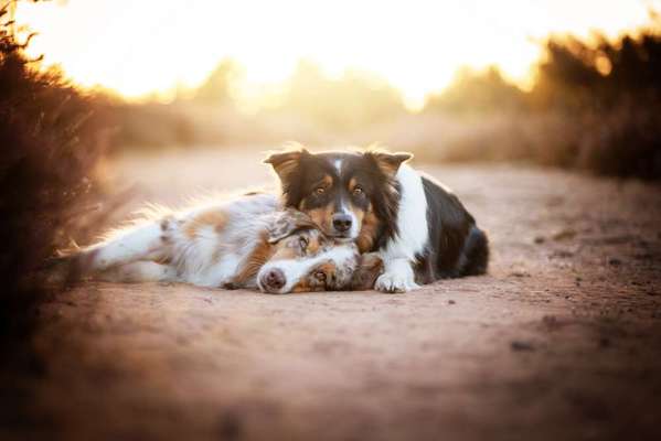 Foto's und Hundemodels-Beitrag-Bild