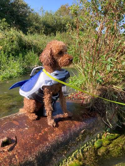 Hundetreffen-Pudel oder kleine doodle Hunde-Bild