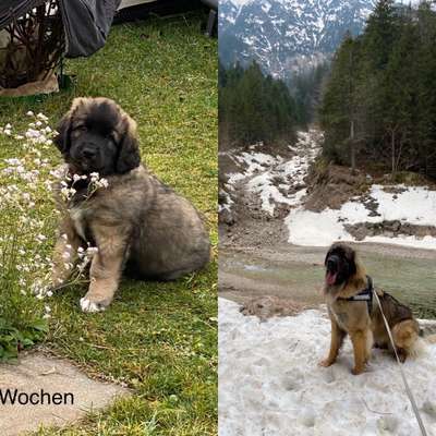 Welpen Bilder !-Beitrag-Bild