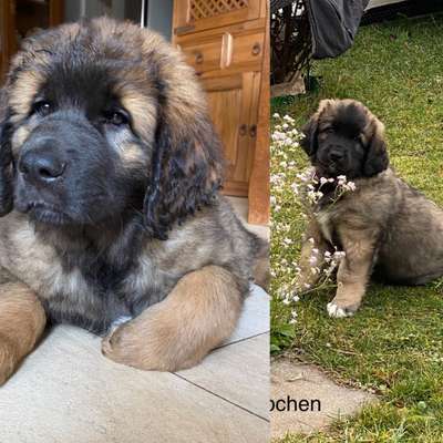 Welpen Bilder !-Beitrag-Bild