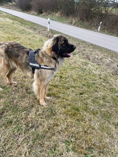 Reinrassige Hunde?-Beitrag-Bild