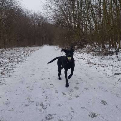 Labradorfans-Beitrag-Bild