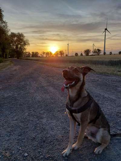 Hundetreffen-Auf der Suche nach Spielgefährten-Bild